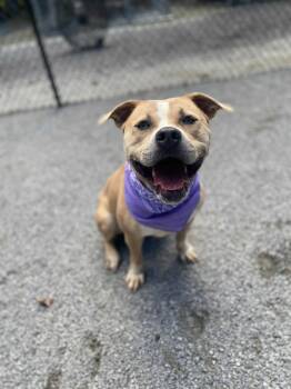 Rescue Labrador Retriever and Pit Bull Terrier Dogs for Adoption in Emporia, Virginia - Lady | PetCurious