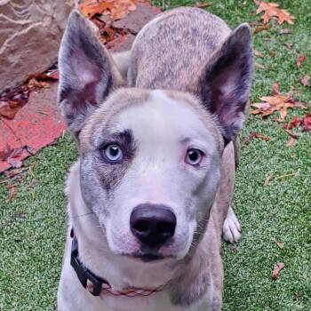 Khloe -  Mixed Breed Dog for Adoption in Fairport, New York - Khloe | PetCurious