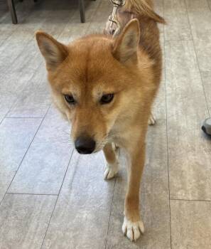 Shiba Inu Dogs Available for Adoption in Salt Lake City, Utah - Cub | PetCurious