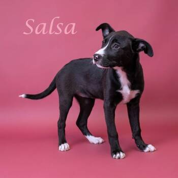 Salsa D26-123 -  Mixed Breed Dog for Adoption in Lebanon, Tennessee - Salsa D26-123 | PetCurious