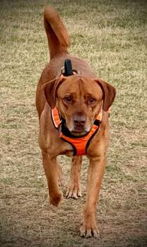 Labrador Retriever and Vizsla Dogs Available for Adoption in Kaufman, Texas - Bu | PetCurious