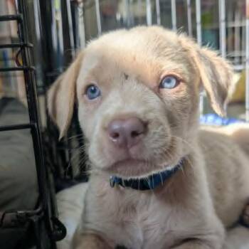Cloudjumper -  Mixed Breed Dog for Adoption in Mebane, North Carolina - Cloudjumper | PetCurious