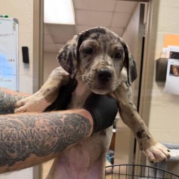 Estelle -  Catahoula Leopard Dog Dog for Adoption in Birmingham, Alabama - Estelle | PetCurious