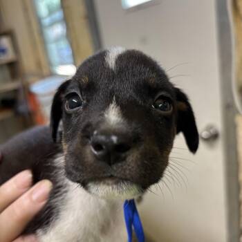 Flint -  Mixed Breed Dog for Adoption in Ruston, Louisiana - Flint | PetCurious