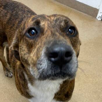 Rescue Terrier and Mixed Breed Dogs for Adoption in Corpus Christi, Texas - Toochee | PetCurious