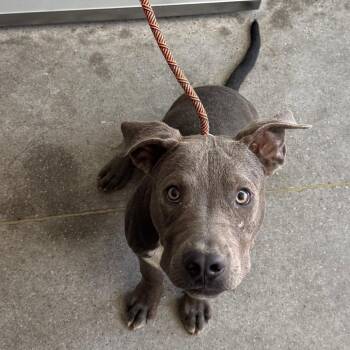 Mar -  Mixed Breed Dog for Adoption in Las Cruces, New Mexico - Mar | PetCurious
