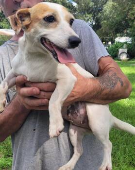 Dottie -  Jack Russell Terrier Dog for Adoption in Chiefland, Florida - Dottie | PetCurious