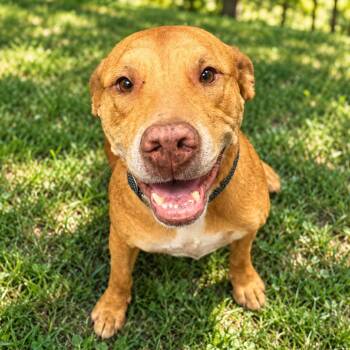 Cass -  Mixed Breed Dog for Adoption in Columbiana, Alabama - Cass | PetCurious