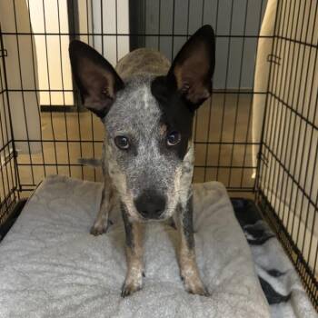 Benjamin -  Australian Cattle Dog Blue Heeler Dog for Adoption in Lake Jackson, Texas - Benjamin | PetCurious