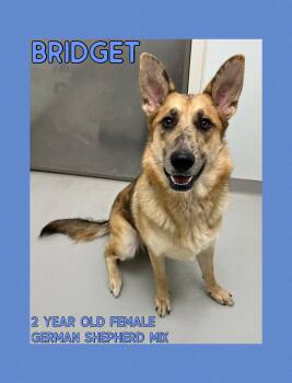 Rescue German Shepherd Dog Dogs for Adoption in Danville, Indiana - Bridget | PetCurious