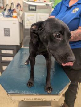 Belinda -  Labrador Retriever Dog for Adoption in Mobile, Alabama - Belinda | PetCurious
