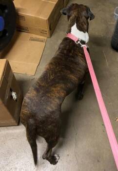 Monkey -  Boxer and Mixed Breed Dog for Adoption in Honolulu, Hawaii - Monkey | PetCurious
