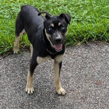 Simon -  Mixed Breed Dog for Adoption in Uniontown, Pennsylvania - Simon | PetCurious