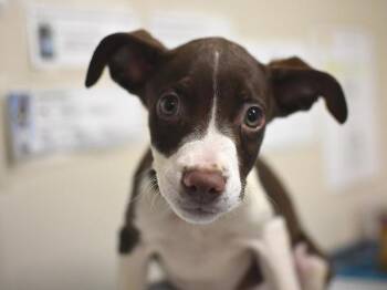 Cornflower -  Pit Bull Terrier and Rhodesian Ridgeback Dog for Adoption in Portland, Oregon - Cornflower | PetCurious
