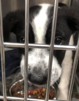 Mixed Breed Dogs Available for Adoption in Parma, Ohio - Cupid | PetCurious