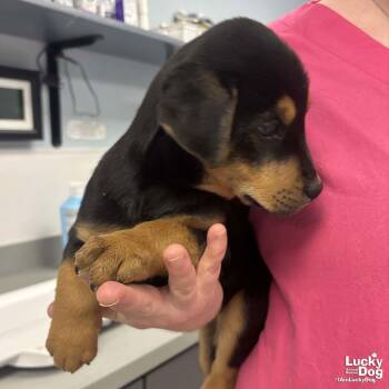 Shepherd and Labrador Retriever Dogs Available for Adoption - Heidi | PetCurious