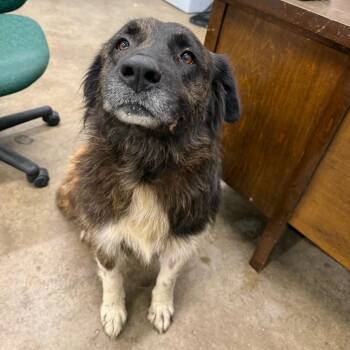Henry valentine III -  Mixed Breed Dog for Adoption in Corbin, Kentucky - Henry Valentine III | PetCurious