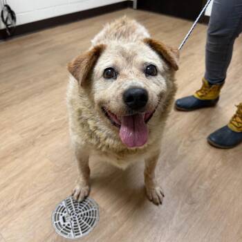 SVAS-Stray-39253 -  Cattle Dog Dog for Adoption in Lyndhurst, Virginia - SVAS-Stray-39253 | PetCurious