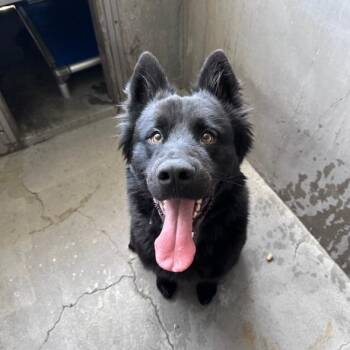 German Shepherd Dog and Siberian Husky Dogs Available for Adoption in Los Angeles, California - Blitz A5744548 | PetCurious