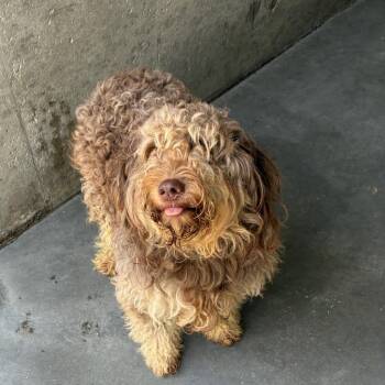 Nala -  Mixed Breed Dog for Adoption - Nala | PetCurious