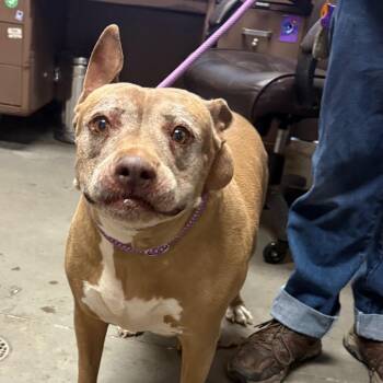 Babushuka -  Pit Bull Terrier Dog for Adoption in Yuma, Arizona - Babushuka | PetCurious