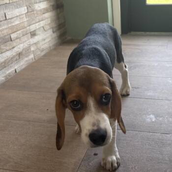 FIG6 8620 -  Beagle Dog for Adoption in Loxahatchee Groves, Florida - FIG6 8620 | PetCurious