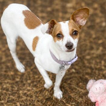 Sidney -  Jack Russell Terrier and Chihuahua Dog for Adoption in Boerne, Texas - Sidney | PetCurious