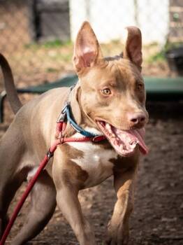 Mixed Breed Dogs Available for Adoption in Chamblee, Georgia - River | PetCurious