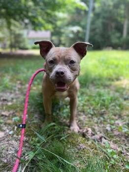 Vera Wang -  American Bulldog Dog for Adoption in Disputanta, Virginia - Vera Wang | PetCurious
