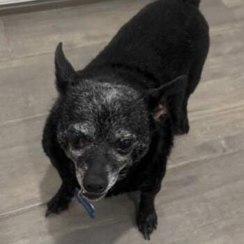 Dingo C-34349 -  Chihuahua Dog for Adoption in Oklahoma City, Oklahoma - Dingo C-34349 | PetCurious
