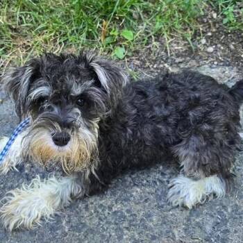 Jaycee -  Schnoodle Dog for Adoption in Lambertville, New Jersey - Jaycee | PetCurious