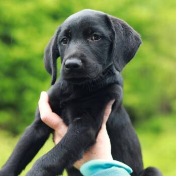 Labrador Retriever and Mixed Breed Dogs Available for Adoption in Stormville, New York - CT Romaine | PetCurious