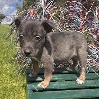 Australian Shepherd and Mixed Breed Dogs Available for Adoption in Irwin, Pennsylvania - Wilder | PetCurious
