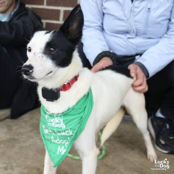 Willowy -  Jack Russell Terrier Dog for Adoption in Washington, District Of Columbia - Willowy | PetCurious