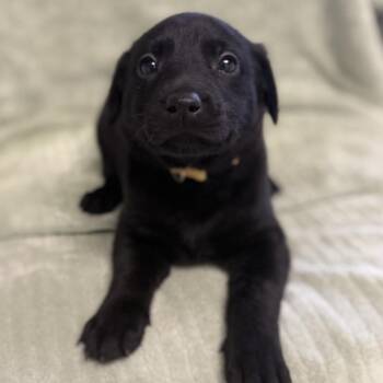 Labrador Retriever and Mixed Breed Dogs Available for Adoption in St. Peters, Missouri - Macaroni | PetCurious