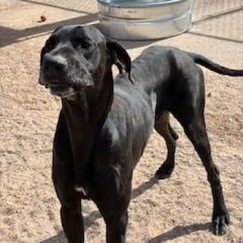 Great Dane Dogs Available for Adoption in Bernalillo, New Mexico - Tyr | PetCurious