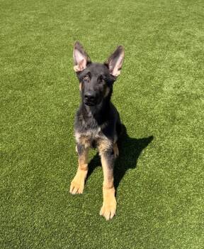 German Shepherd Dog Dogs Available for Adoption in Clarksville, Tennessee - Mack | PetCurious