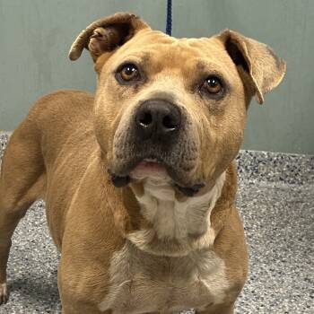 Rescue Pit Bull Terrier Dogs for Adoption in Greenville, South Carolina - Vince | PetCurious