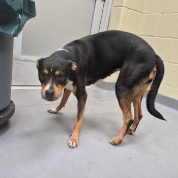 10/15/2026-Stray-SouthAndrewDrive-Cocoa -  Mixed Breed Dog for Adoption in Columbus, Georgia - 10/15/2026-Stray-SouthAndrewDrive-Cocoa | PetCurious