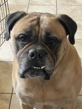 Bullmastiff Dogs Available for Adoption in Templeton, Massachusetts - Maddie - FL | PetCurious