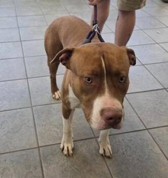 American Staffordshire Terrier Dogs Available for Adoption - BIG RED | PetCurious