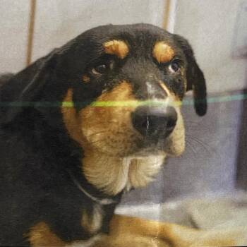 Toto -  Rottweiler and Mixed Breed Dog for Adoption in Hagerstown, Maryland - Toto | PetCurious