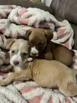 Wren -  Labrador Retriever Dog for Adoption in Silsbee, Texas - Wren | PetCurious