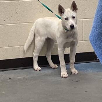 Mixed Breed Dogs Available for Adoption in Memphis, Tennessee - Skyler | PetCurious