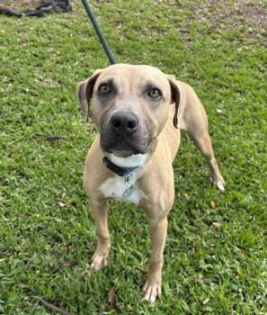 Pit Bull Terrier and Mixed Breed Dogs Available for Adoption - Twinkle | PetCurious