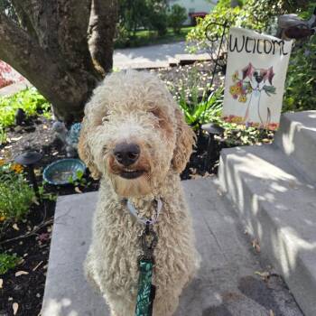 Goldendoodle Dogs Available for Adoption in Columbia, Maryland - Wilma | PetCurious