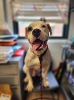 Rescue Pit Bull Terrier Dogs for Adoption in Philadelphia, Pennsylvania - Barry | PetCurious