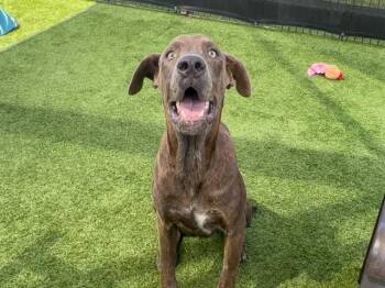 ALONSO -  Great Dane and Mixed Breed Dog for Adoption in Tustin, California - ALONSO | PetCurious