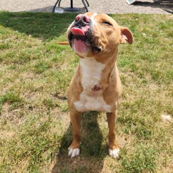Milo -  Pit Bull Terrier Dog for Adoption in Fort Wayne, Indiana - Milo | PetCurious