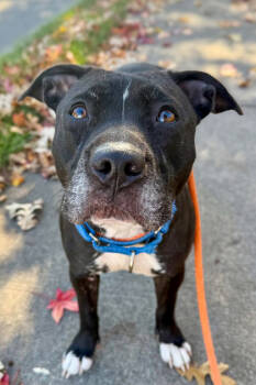 Rescue Mixed Breed Dogs for Adoption in Cincinnati, Ohio - Blu | PetCurious